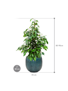 Plantenbak Ficus benjamina ‘Danielle’ in Marly