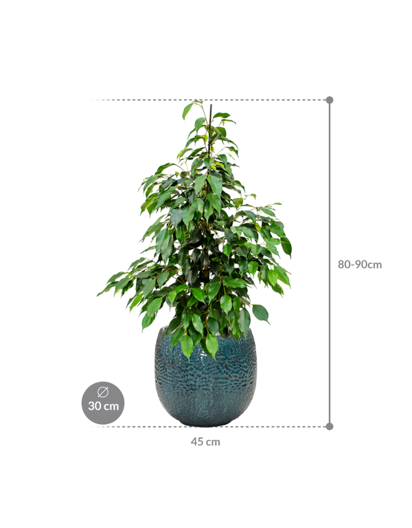 Plantenbak Ficus benjamina ‘Danielle’ in Marly