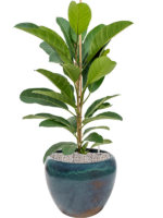 Plantenbak Ficus benghalensis ‘Roy’ in Mystic Plantenbak Ficus benghalensis ‘Roy’ in Mystic