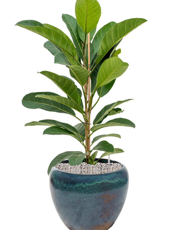 Ficus benghalensis 'Roy' in Mystic