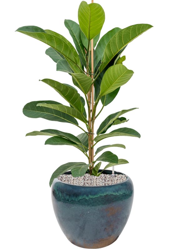 Ter Steege - Keramiek Plantenbak - Ficus benghalensis 'Roy' in Mystic - Plantenpot - Bloembak - Bloempot - Voor Buiten