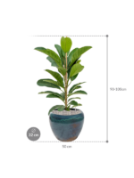 Plantenbak Ficus benghalensis ‘Roy’ in Mystic Plantenbak Ficus benghalensis ‘Roy’ in Mystic