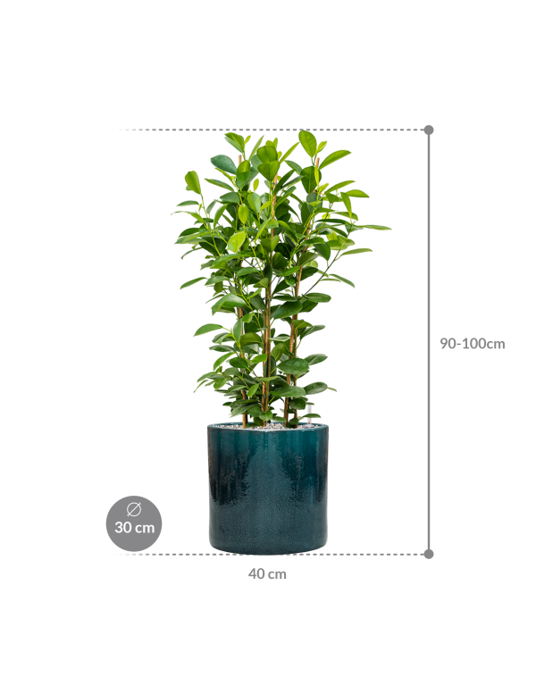 Plantenbak Ficus microcarpa ‘Moclame’ in Cylinder