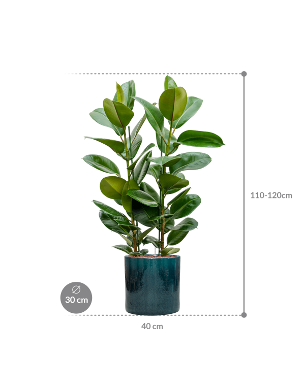 Plantenbak Ficus elastica ‘Robusta’ in Cylinder