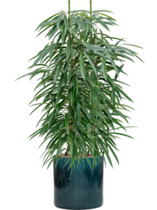 Plantenbak Ficus binnendijkii ‘Alii’ in Cylinder