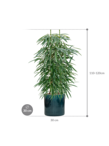 Plantenbak Ficus binnendijkii ‘Alii’ in Cylinder