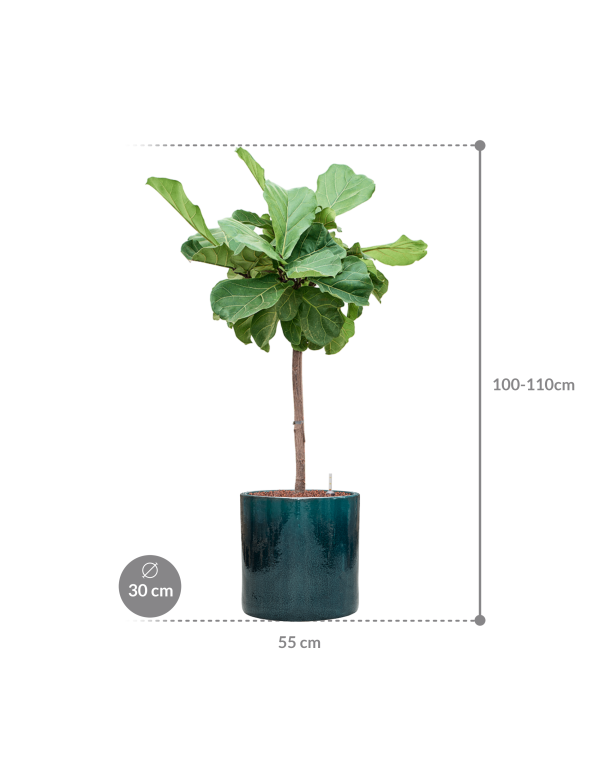 Plantenbak Ficus lyrata in Cylinder