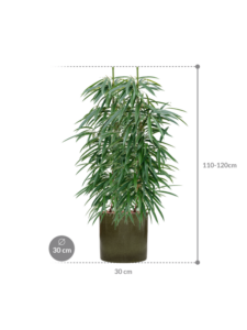 Plantenbak Ficus binnendijkii ‘Alii’ in Cylinder