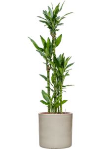 Plantenbak Dracaena fragrans ‘Burundii’ in Cylinder