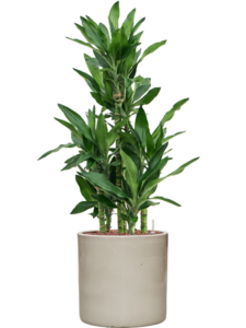 Plantenbak Dracaena fragrans ‘Burundii’ in Cylinder