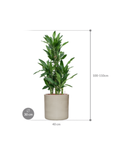 Plantenbak Dracaena fragrans ‘Burundii’ in Cylinder