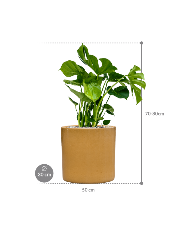 Plantenbak Monstera deliciosa in Cylinder