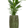 Plantenbak Spathiphyllum ‘Sweet Sebastiano’ in Marly
