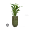 Plantenbak Spathiphyllum ‘Sweet Sebastiano’ in Marly