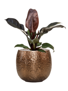Plantenbak Philodendron `Imperial Red’ in Marly