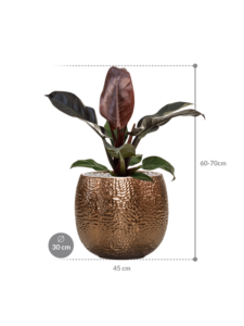 Plantenbak Philodendron `Imperial Red’ in Marly