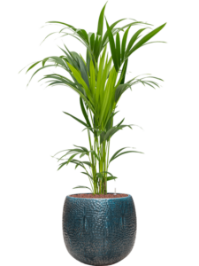 Plantenbak Kentia (Howea) forsteriana in Marly