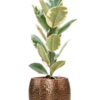 Plantenbak Ficus elastica ‘Tineke’ in Marly