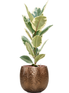 Plantenbak Ficus elastica ‘Tineke’ in Marly