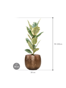 Plantenbak Ficus elastica ‘Tineke’ in Marly