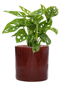 Plantenbak Monstera obliqua in Cylinder