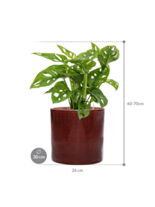 Plantenbak Monstera obliqua in Cylinder