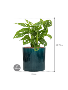 Plantenbak Monstera obliqua in Cylinder
