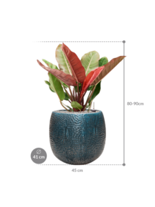 Plantenbak Philodendron ‘Prince of Orange’ in Marly
