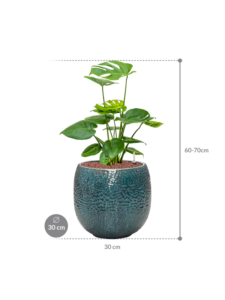 Plantenbak Monstera deliciosa in Marly