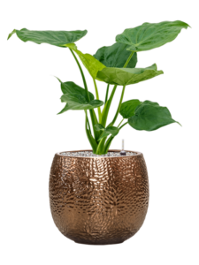 Plantenbak Alocasia cucullata in Marly