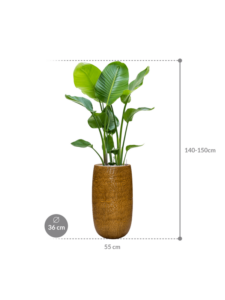 Plantenbak Strelitzia nicolai in Marly
