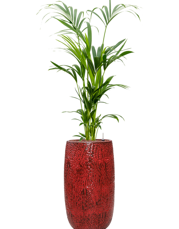 Kentia (Howea) forsteriana in Marly
