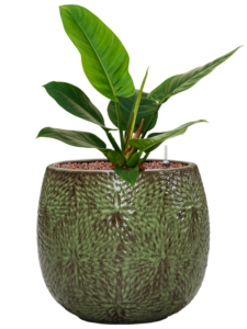 Plantenbak Philodendron ‘Imperial Green’ in Marly