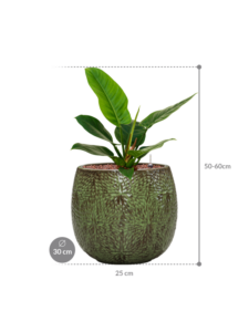 Plantenbak Philodendron ‘Imperial Green’ in Marly