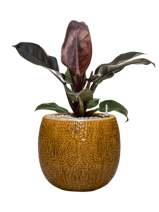 Plantenbak Philodendron `Imperial Red’ in Marly
