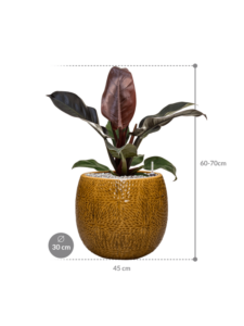 Plantenbak Philodendron `Imperial Red’ in Marly