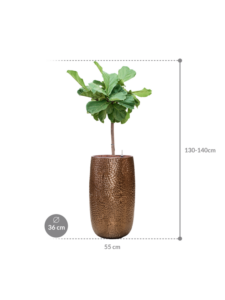 Plantenbak Ficus lyrata in Marly