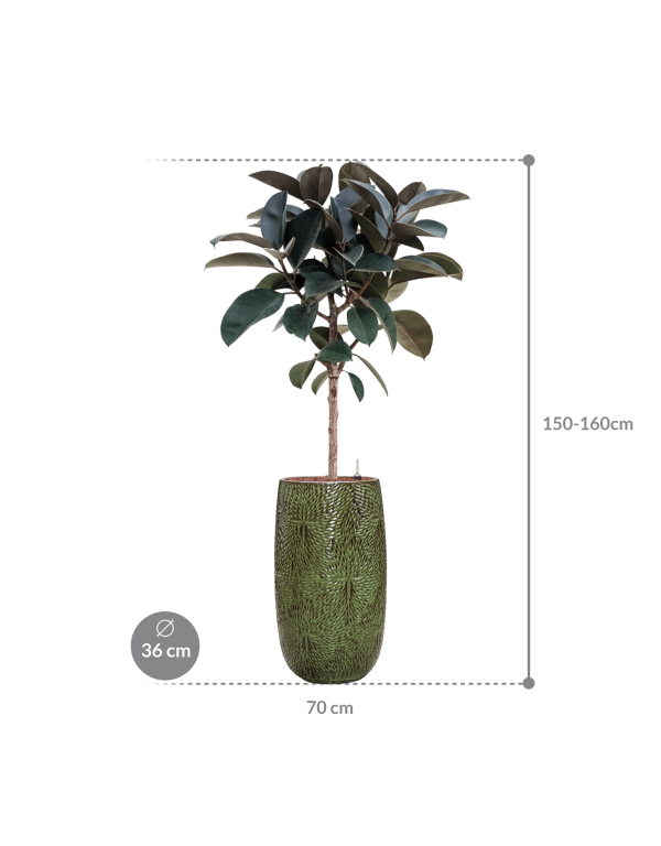 Plantenbak Ficus elastica ‘Abidjan’ in Marly