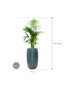 Plantenbak Kentia (Howea) forsteriana in Marly
