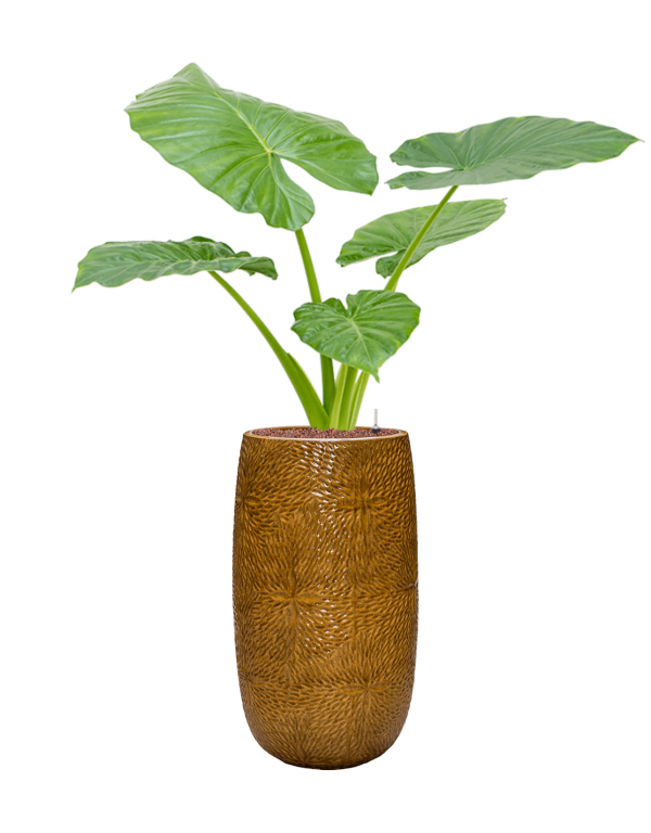 Plantenbak Alocasia macrorrhizos in Marly