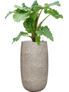 Plantenbak Alocasia ‘Portodora’ Compacta in Marly