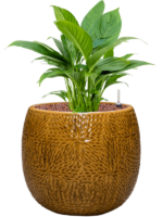 Plantenbak Spathiphyllum ‘Gokyo’ in Marly Plantenbak Spathiphyllum ‘Gokyo’ in Marly