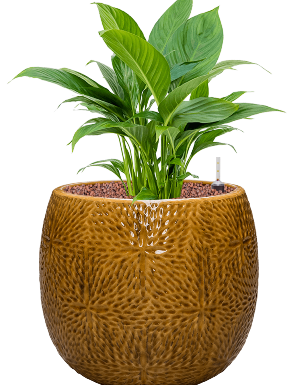 Spathiphyllum 'Gokyo' in Marly