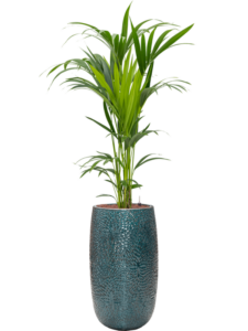 Plantenbak Kentia (Howea) forsteriana in Marly