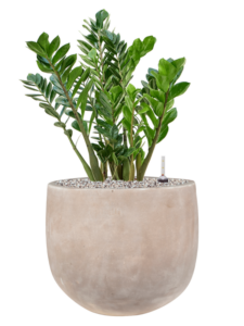 Plantenbak Zamioculcas zamiifolia in Terra Cotta Omar