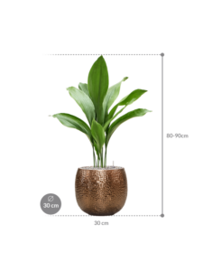 Plantenbak Aspidistra elatior in Marly