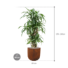 Plantenbak Dracaena fragrans ‘Ulises’ in Static (GRC)