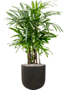Plantenbak Rhapis excelsa in Static (GRC)