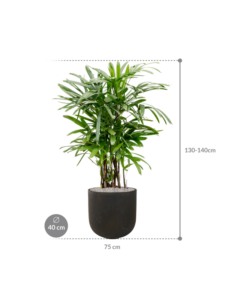 Plantenbak Rhapis excelsa in Static (GRC)