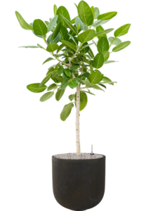 Plantenbak Ficus benghalensis ‘Audrey’ in Static (GRC)